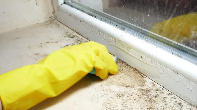 Why You Should Choose Our Mold Remediation Services in Phoenixville, PA